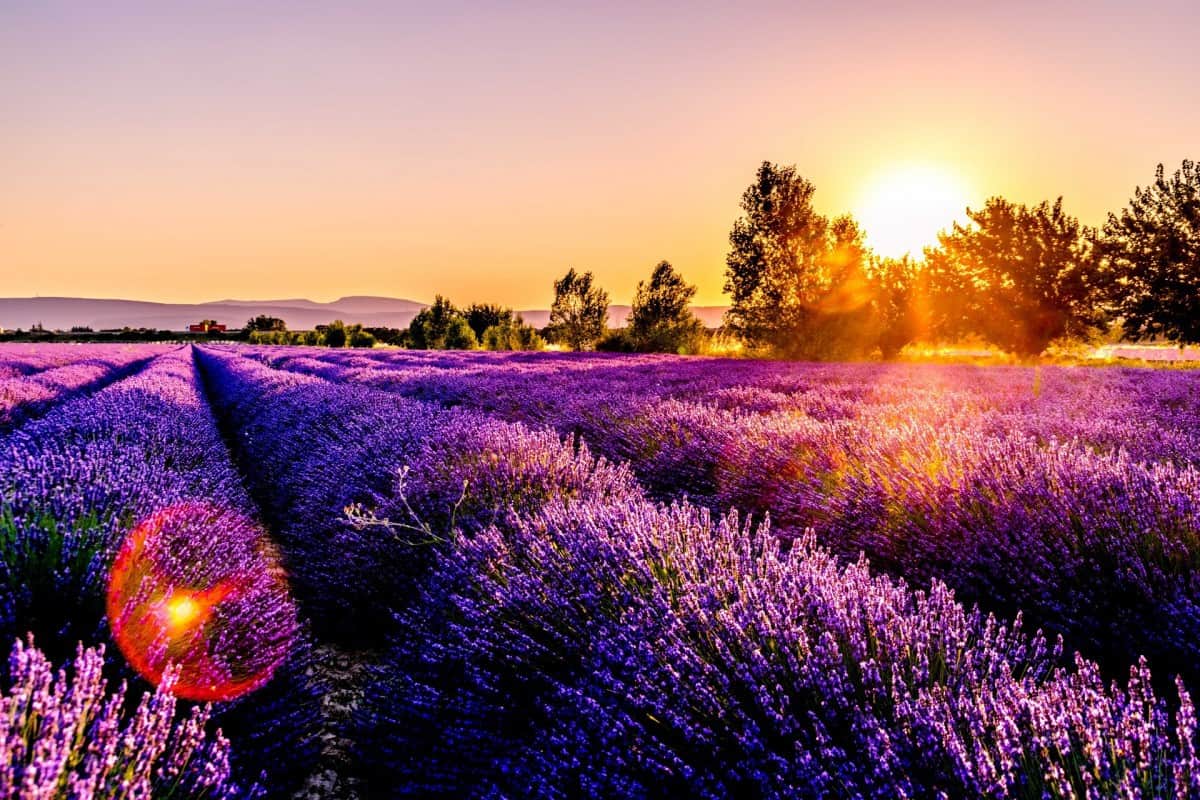 lavender field in France