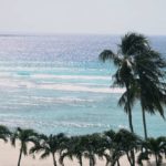 Palm trees in front of a beach in a sunny day