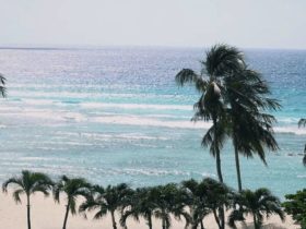 Palm trees in front of a beach in a sunny day