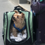 roger looking to the sky while sitting in a bag