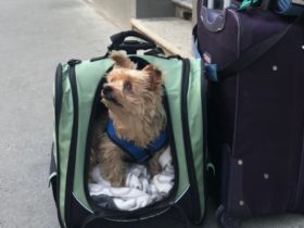 roger looking to the sky while sitting in a bag