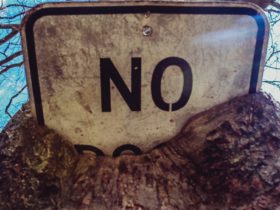 A street sign that says no buried inside of a tree.