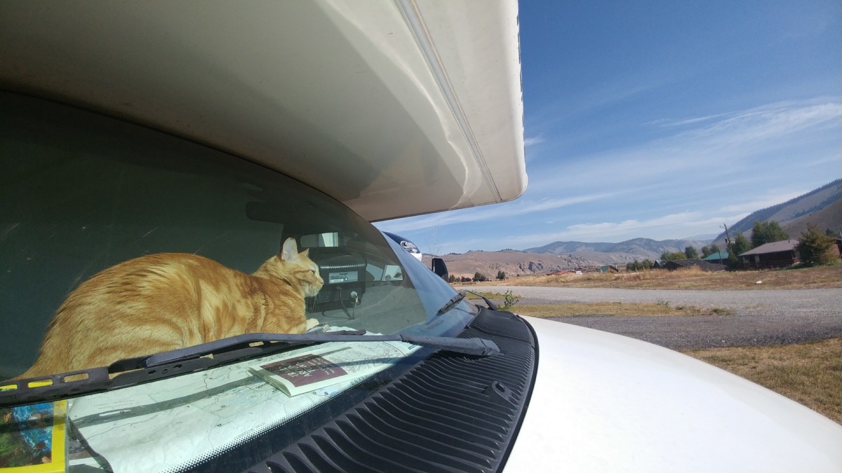 Julie and Reet's cat named Juke lays in the window of the couple's RV