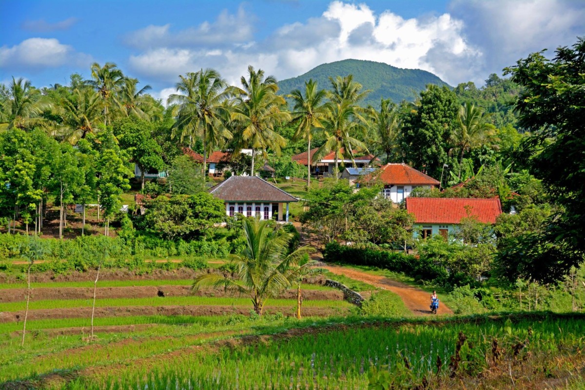 Lombok, Indoniesia on a sunny day with terraced rice fields, some houses, palm trees, and a mountain as a red dirt road winds through the photo