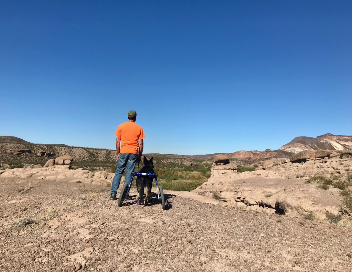 Amy burker's husband stands wearing an orange shirt and jeans next to a dog that has a mobility device attached to its hind legs