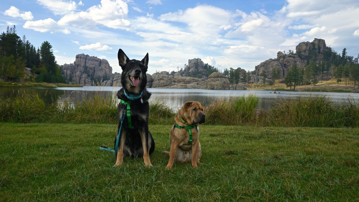 two dogs sit facing the camera while in a green grass field with a lake and mountains behind them in South Dakota