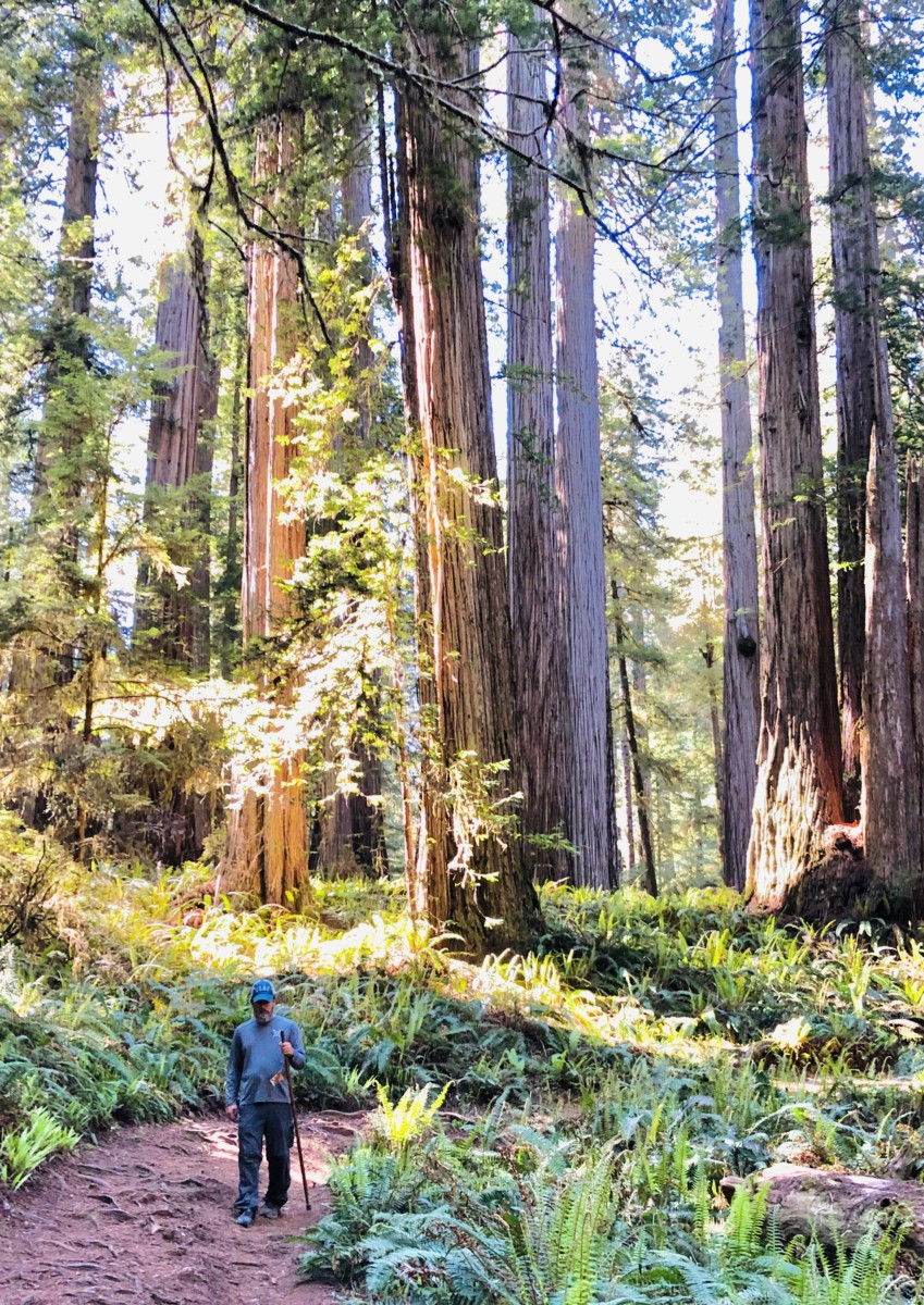 Sean Chickery walks on a center path in the redwood forest while sun shines through the trees