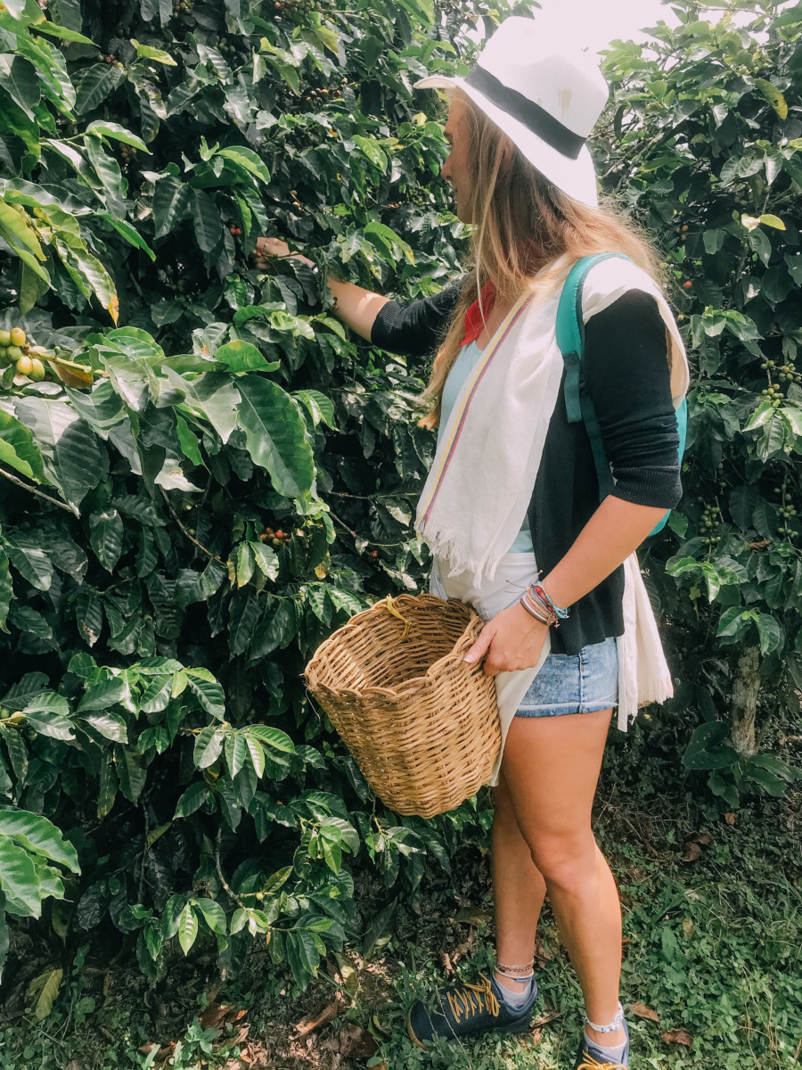 Anny Wooldridge on a coffee farm in Medellin, Columbia picking coffee berries into a wicker basket