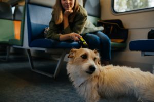 small dog and owner on train, owner is looking down at dog as dog looks nervous on the floor
