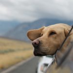 dog is putting head out of window in backseat of car, with mountains in the background