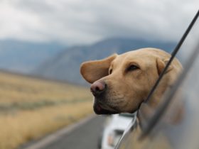 dog is putting head out of window in backseat of car, with mountains in the background