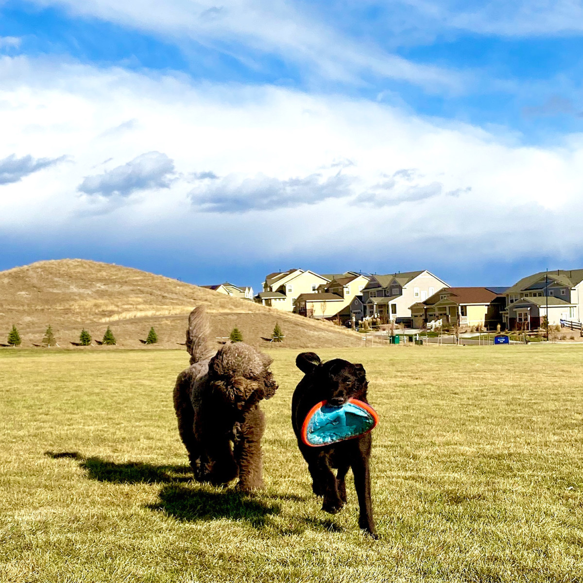 Two dogs running in a field with a frisbee