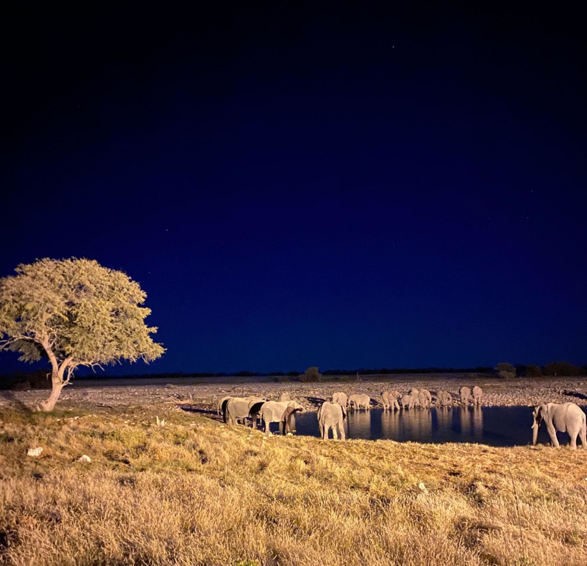 Over a dozen elephants gather drinking water at a pond at night in Namibia 