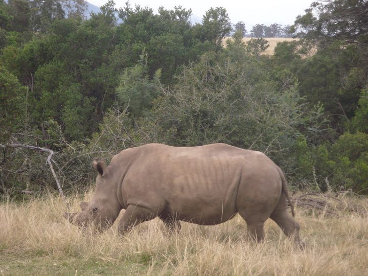 A rhino takes up most of the image with some scrub bushes behind it as it grazes on grass