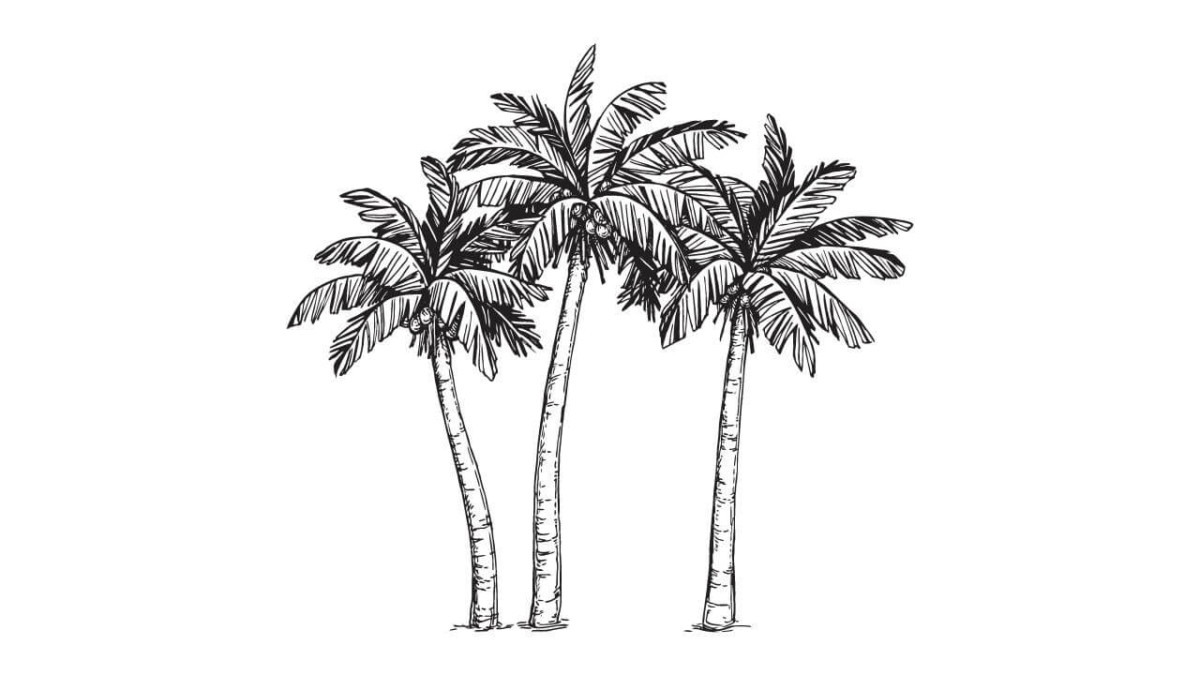 Hand drawn sketch of palm trees. Vintage vector illustration isolated on  white background. Doodle drawing. 23887816 Vector Art at Vecteezy