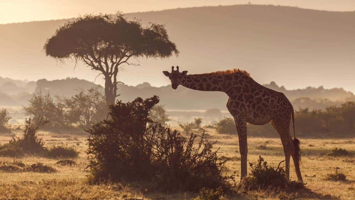 Maasai Mara, Kenya