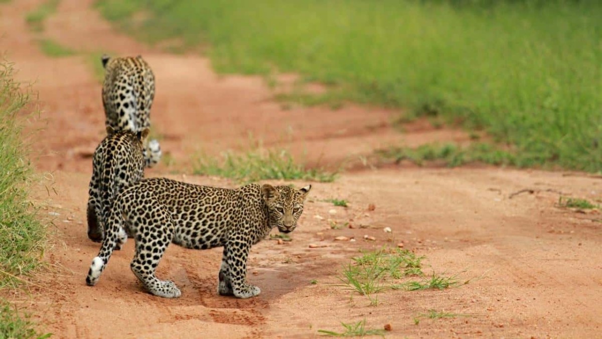 Kruger National Park, South Africa