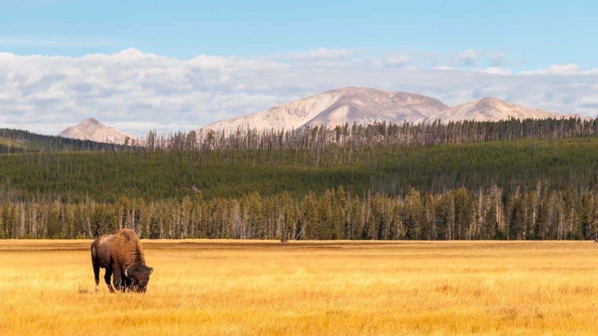 Yellowstone National Park, USA